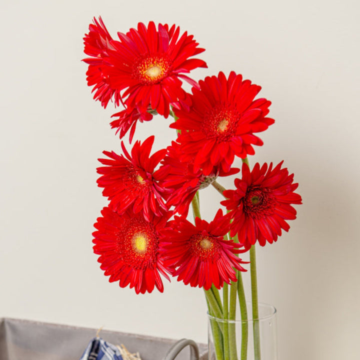 Bright red Natasha Gerbera flowers, 10 stems from Fresh Flower Holland, showcasing vibrant blooms in a natural bouquet arrangement.