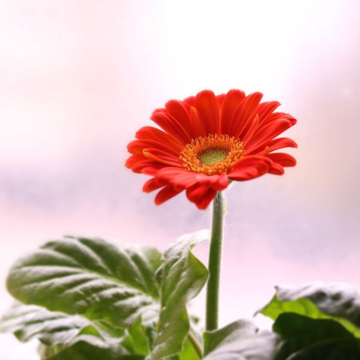 Red Gerbera flowers from Natasha, arranged in a bouquet with 10 stems, by Fresh Flower Holland.
