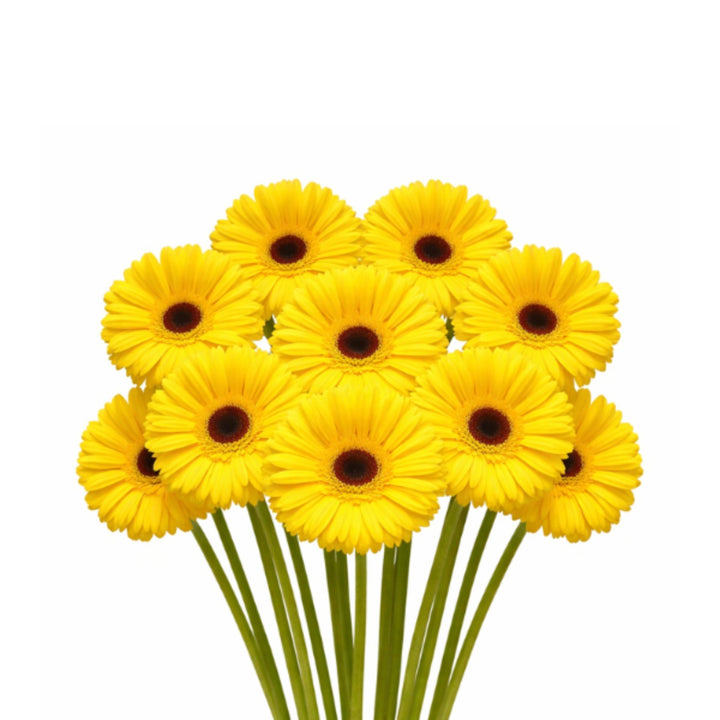 Bright yellow Gerbera daisies from Fresh Flower Holland, 10 stems of vibrant, fresh flowers arranged in a bouquet.