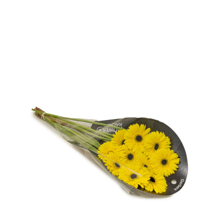 Bright yellow Prince Gerbera flowers from Fresh Flower Holland, arranged in 10 stem bouquet, vibrant and cheerful for any occasion.