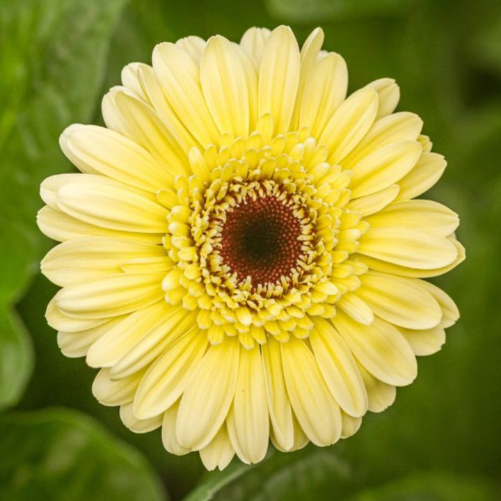 Bright yellow Gerbera daisies from Fresh Flower Holland, 10 stems of vibrant yellow flowers arranged together.