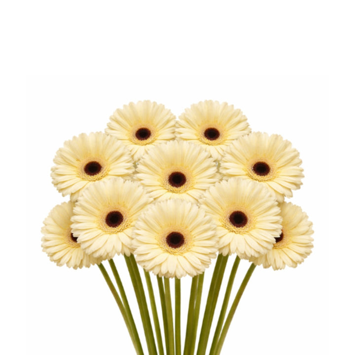 Gerbera Snow King flowers in a bouquet, showcasing bright white blooms with yellow centers arranged in a floral display.