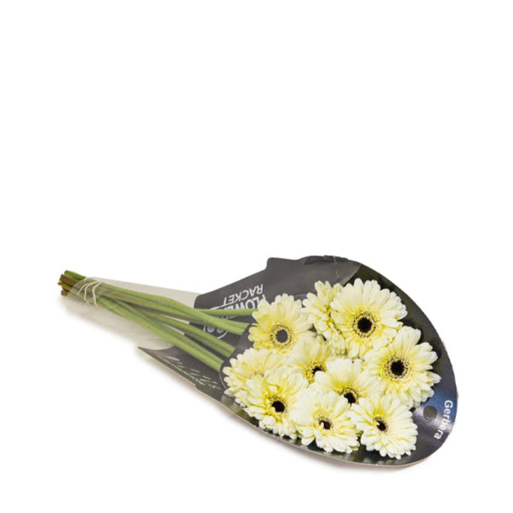 Gerbera Snow King flowers in a bouquet, showing vibrant white blooms with green stems, arranged in a natural floral display.