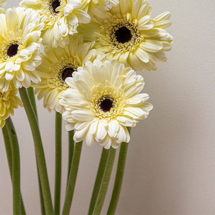 Bright Gerbera Snow King flowers from Flowranow with 10 stems, showcasing vibrant blooms and lush green foliage.