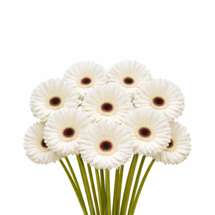 Fresh Flower Holland Teresa White Gerbera flowers, 10 stems, vibrant white blooms arranged with green leaves.