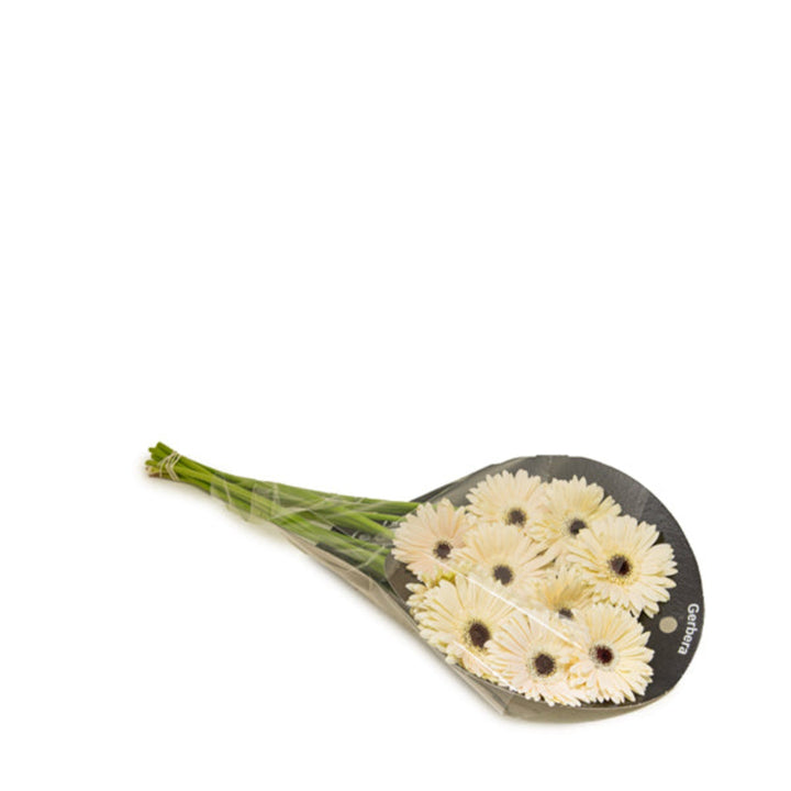 Fresh Flower Holland Teresa White Gerbera daisies in a bouquet of 10 stems, vibrant white flowers for floral arrangements.