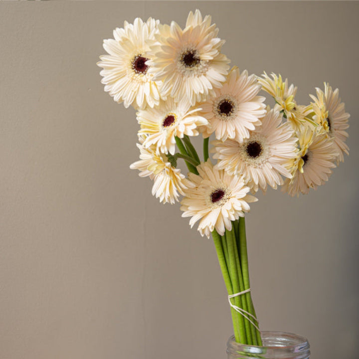 White Gerbera flowers from Fresh Flower Holland, 10 stems, arranged with vibrant petals and green foliage.