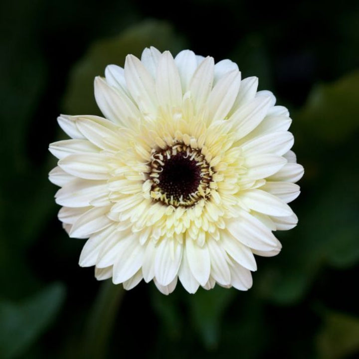 Fresh Flower Holland Teresa White Gerbera flowers, 10 stems, vibrant white blooms arranged in a bouquet on a plain background.