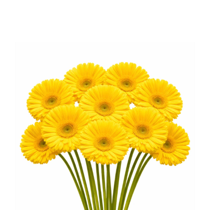 Fresh Flower Holland Gerbera flowers in Vilassar, 10 stems, showcasing vibrant, colorful blossoms in a natural floral arrangement.
