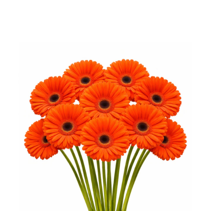 Fresh Flower Holland mini polster orange gerbera flowers, 10 stems, vibrant blooms perfect for bouquets and floral arrangements.