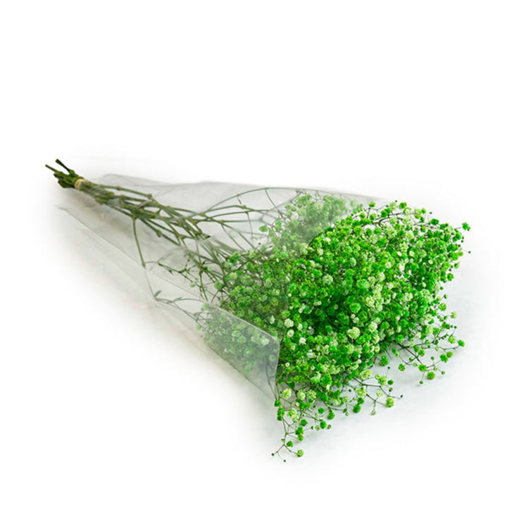 Bell Rose Baby's-breath Gypsophila flowers in green tint, 10 stems, delicate floral arrangement with small white blooms and green accents.