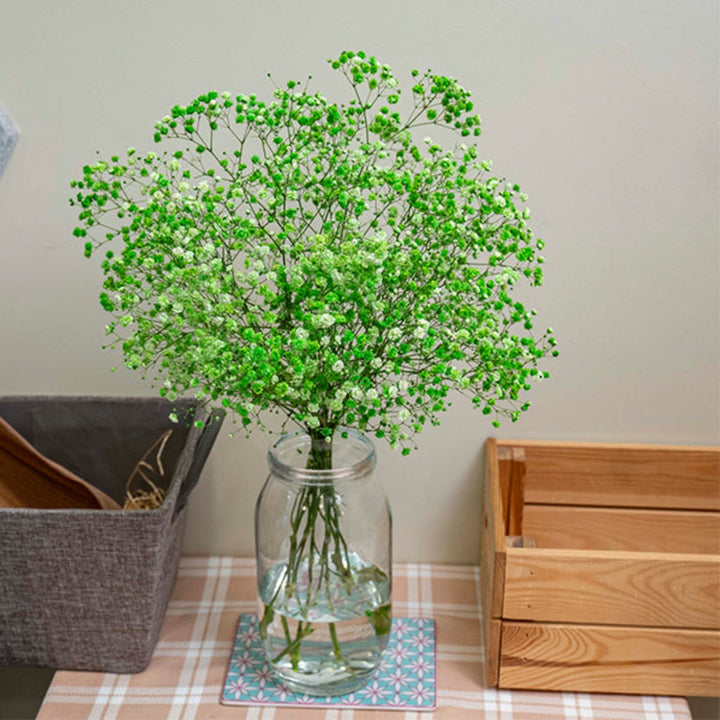 Bouquet of 10 green-tinted Gypsophila Baby's-breath flowers by Bella Rose, showcasing delicate small white blooms with subtle green hue.
