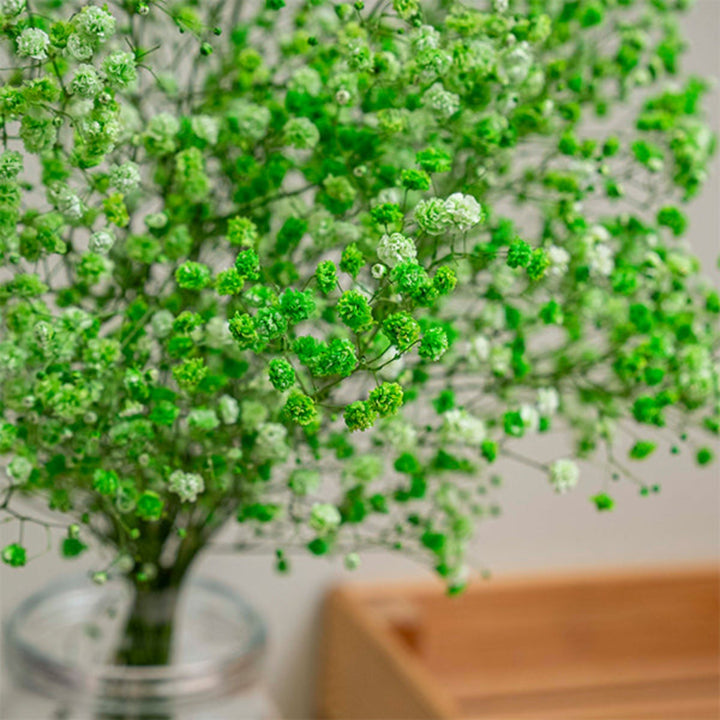 Green-tinted Baby's-breath Gypsophila flowers from Bella Rose, 10 stems of delicate white blooms with soft green tint.