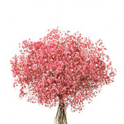 Red-pink tinted Baby's-breath gypsophila flowers on 10 stems, natural floral arrangement from Bella Rose.