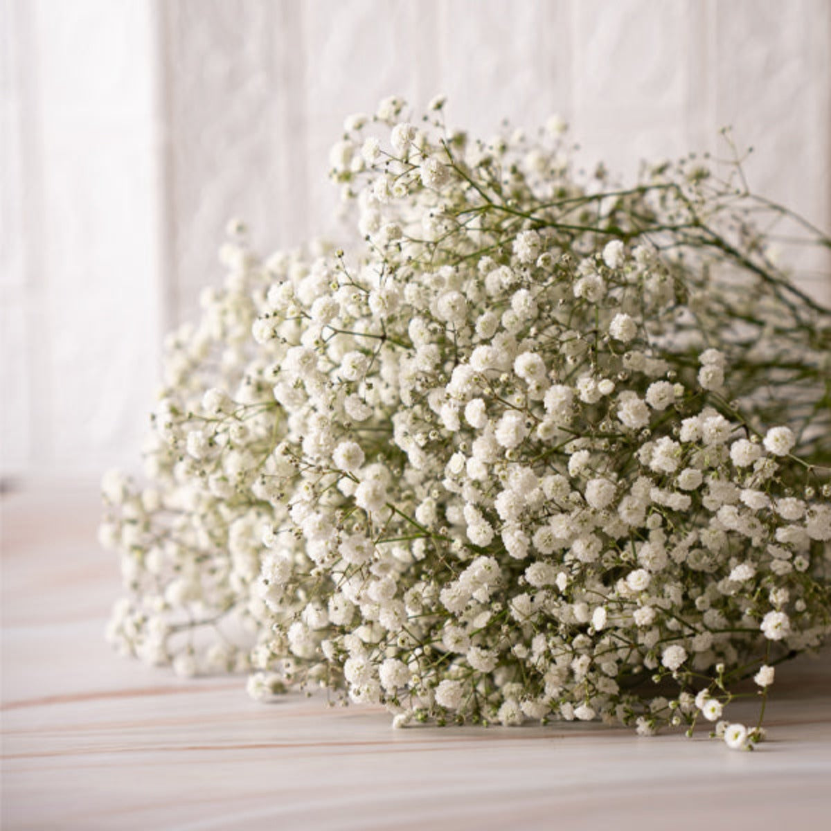 جيبسوفيلا | Gypsophila, White, 10 Stems | Sharbatly.Club
