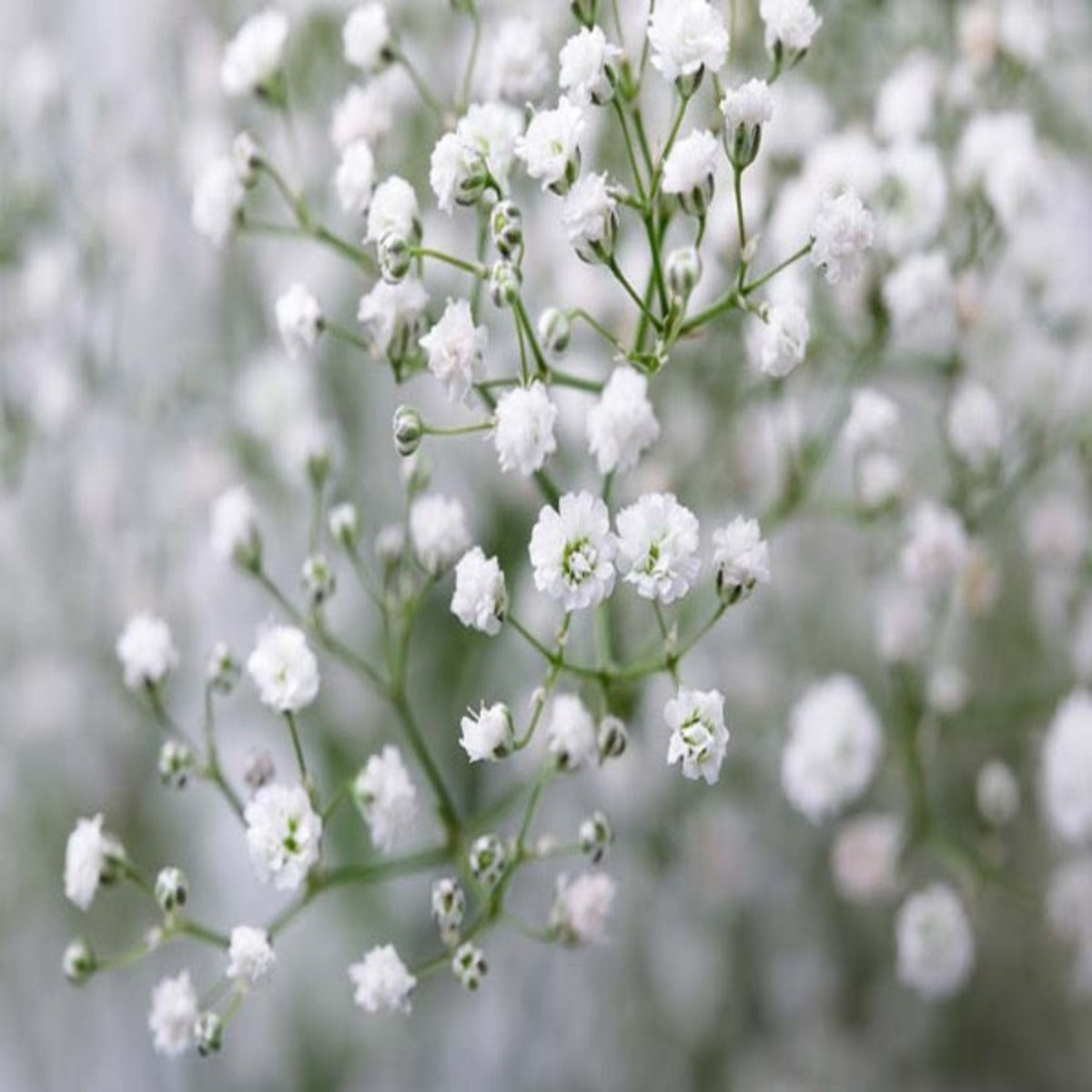 جيبسوفيلا | Gypsophila, White, 10 Stems | Sharbatly.Club