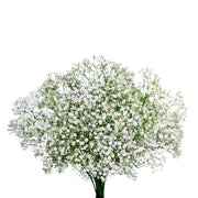 White Gypsophilia (Baby’s Breath) flowers from Black Tulip, 10 stems, showcasing delicate, airy blooms for floral arrangements.