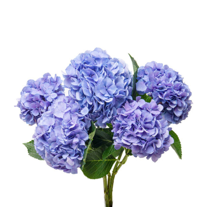 Fresh Flower Holland Candy Floss Blue hydrangea with five stems, showcasing vibrant blue flowers on lush green stems.