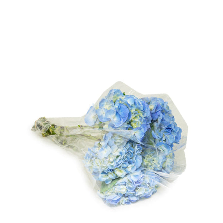 Blue Hydrangea Candy Floss Blue flower stems from Fresh Flower Holland, showing vibrant blue blooms on multiple stems