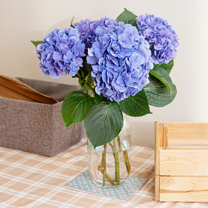 Fresh Flower Holland Candy Floss Blue hydrangea stems, vibrant blue blooms with lush green leaves, perfect for floral arrangements.