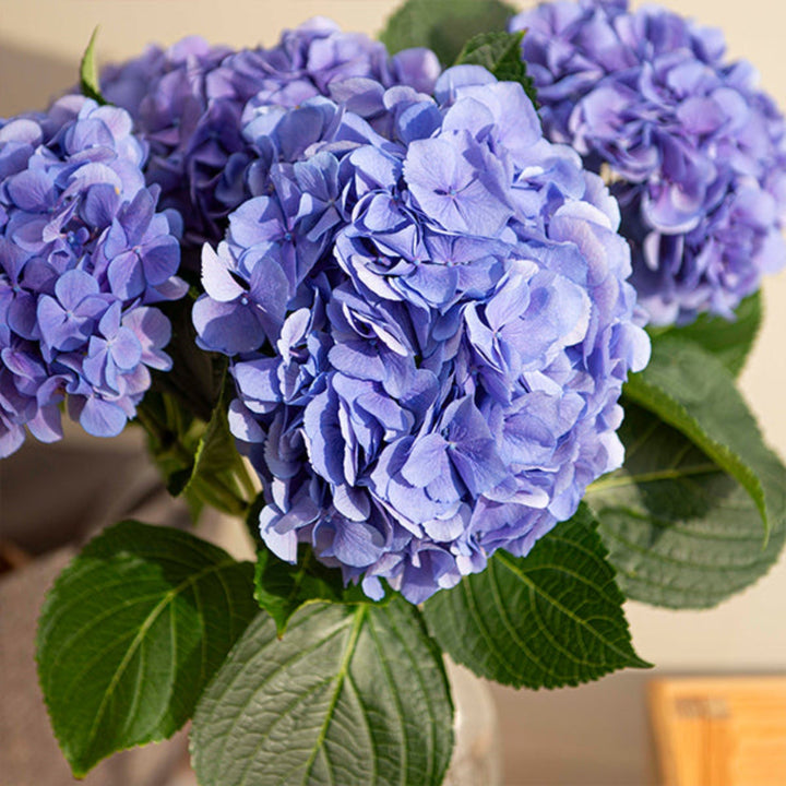 Blue Candy Floss Hydrangea flowers on 5 stems from Fresh Flower Holland, showcasing vibrant blue blossoms and lush green foliage.