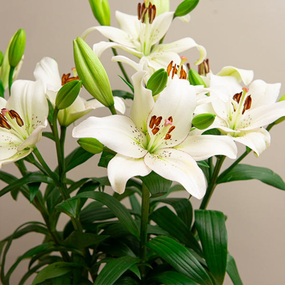 زنبق Lilies | Sharbatly.Club
