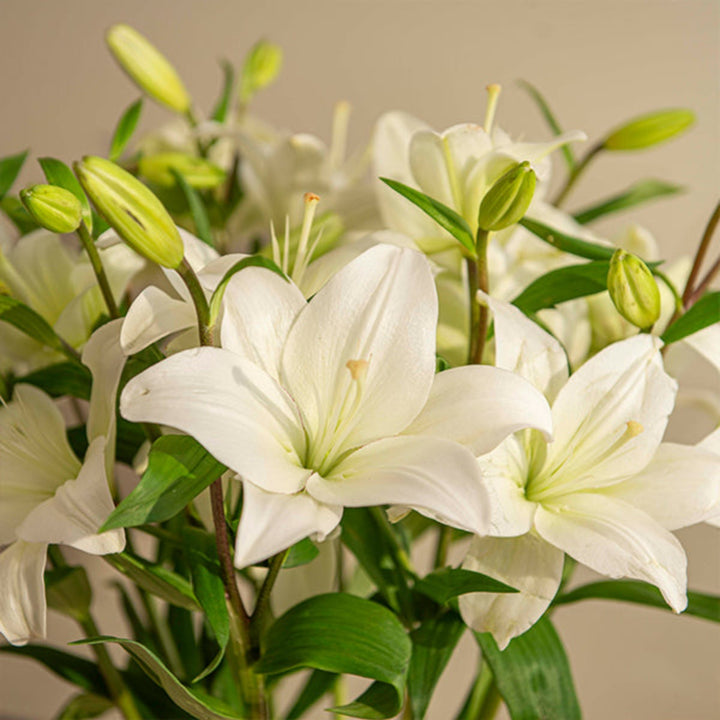 pearl white lily زنبق