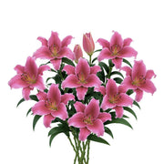 Five dark pink Oriental lilies with scented blooms from Dutch Fresh Flower Holland arranged in a bouquet.
