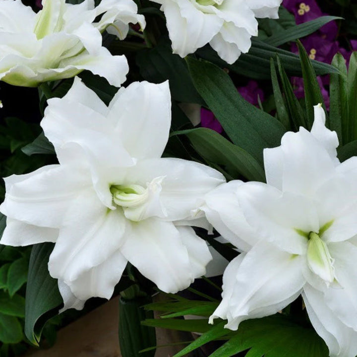 Bouquet of 10 scented Oriental lilies with double petals from Fresh Flower Holland, featuring white Dejima flowers.