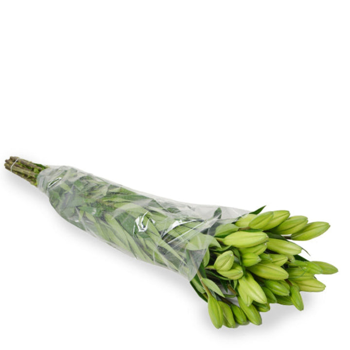 Scented Oriental lilies with double petals from Fresh Flower Holland, 10 stems of beautiful white and pink floral blooms.