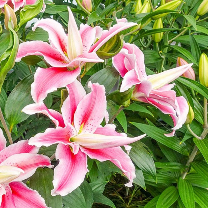 Bouquet of 10 oriental lily stems with double petals, scented Isabella lilies from Fresh Flower Holland.
