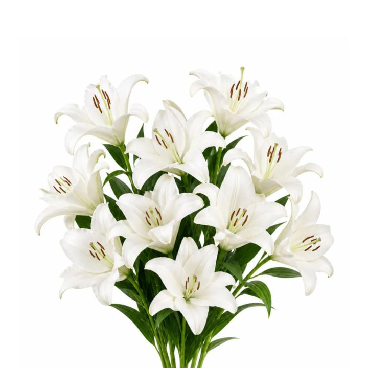 White Oriental lilies from Fresh Flower Holland, scented flower stems with five white blooms on each stem.
