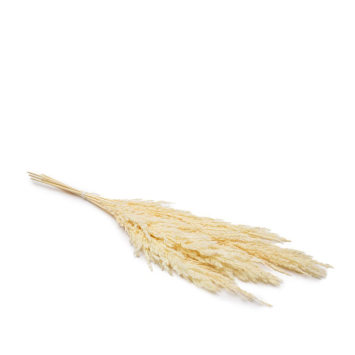Pampa dried, white-Corta, 10 Stems - Sharbatly.Club