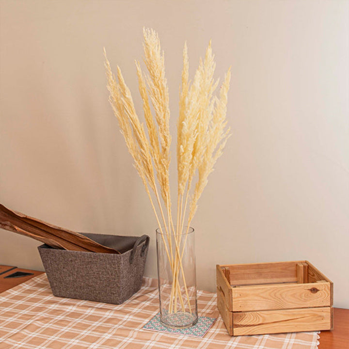 Pampa dried, white-Corta, 10 Stems - Sharbatly.Club