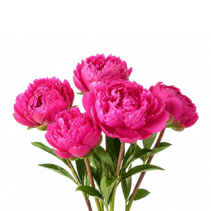 Fresh Flower Holland cerise peony bouquet with five vibrant stems, featuring lush blooms and green foliage.