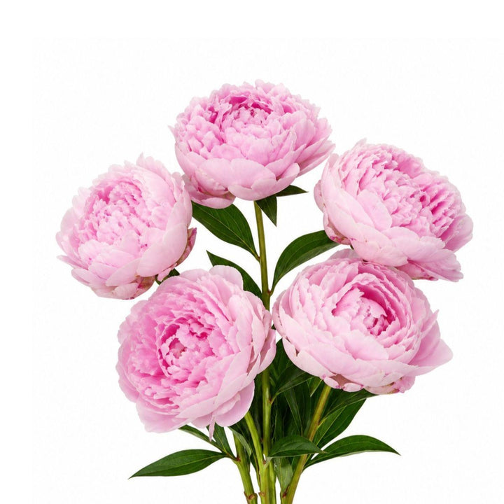 Pink Sarah Bernhardt peony flower stems from Fresh Flower Holland, showcasing five lush, vibrant blooms.