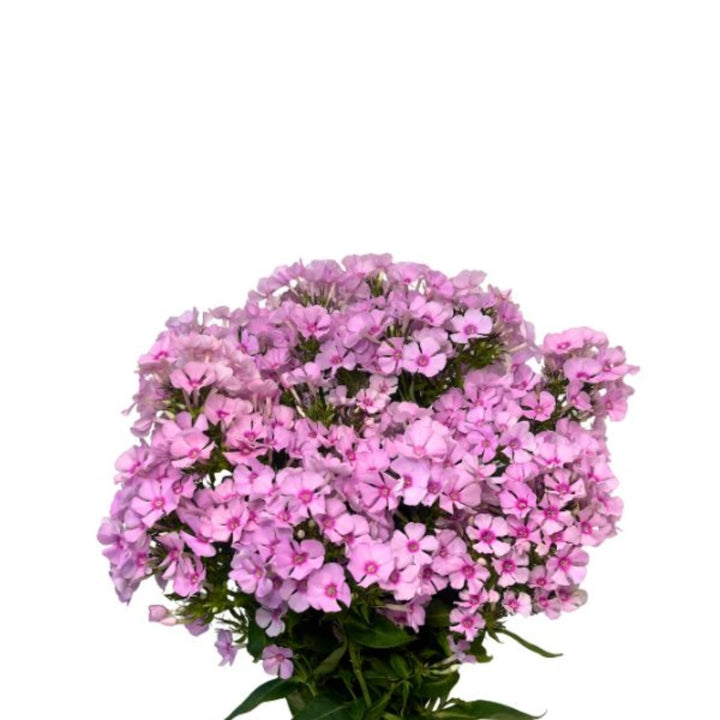 Pink Phlox flower stems from SQ Flora Kenya, showing vibrant blooms and green foliage on 10 fresh flower stems.