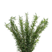 Fresh rosemary flower stems from Black Tulip, showcasing vibrant green sprigs with delicate needle-like leaves.