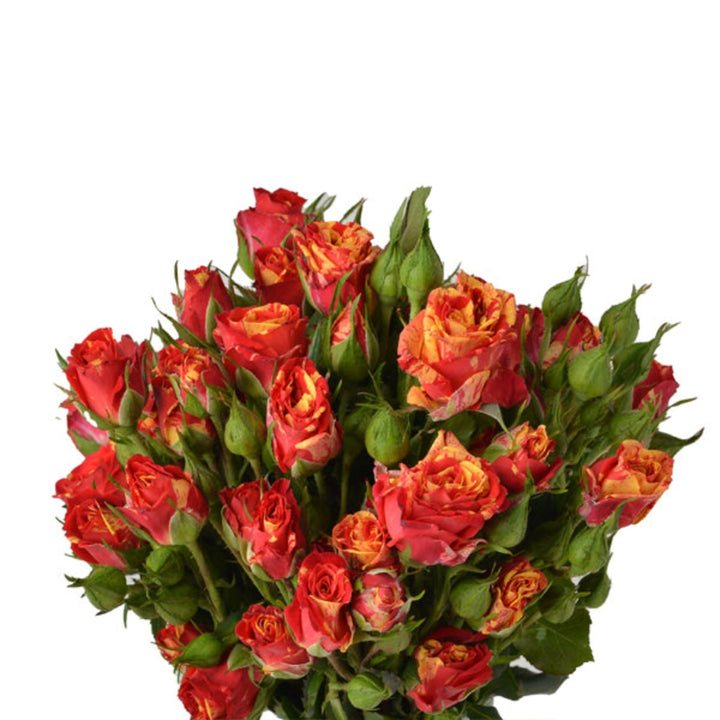10 stems of Roses Baby Fire Flash flower by Black Tulip arranged with vibrant red and orange blooms.