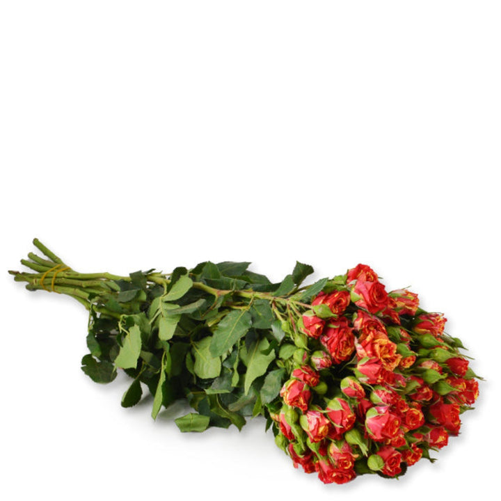 Bouquet of 10 Fire Flash Roses Baby flowers by Black Tulip with vibrant red petals and lush green stems.