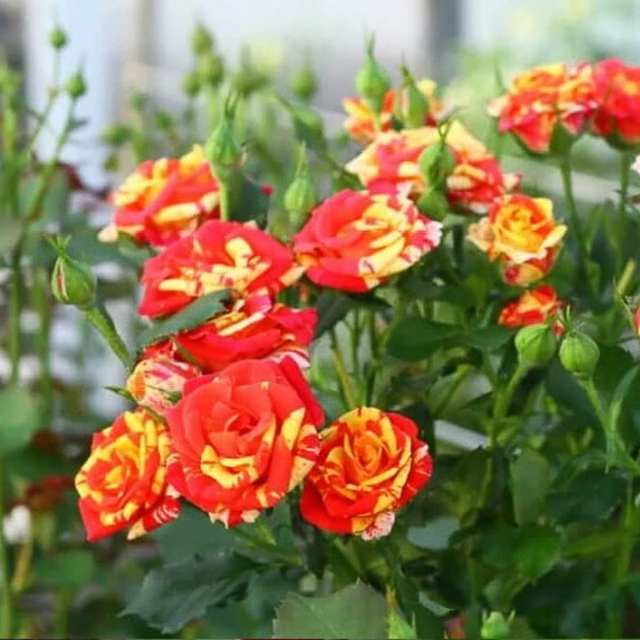 Bright red roses from Black Tulip's Roses Baby Fire Flash, 10 stems of fresh, vibrant flowers for special occasions.