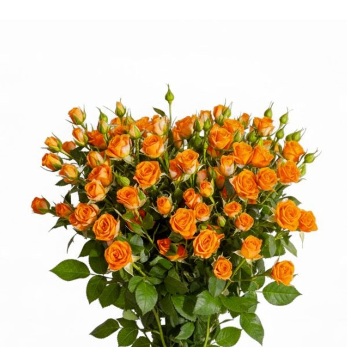 ورد | Roses Baby, Orange, 10 Stems | Sharbatly.Club
