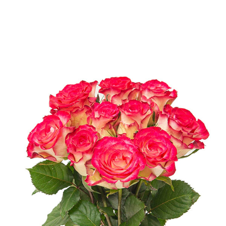 Bouquet of 10 pink and white roses from SQ Flora Kenya, fresh flower stems arranged naturally.