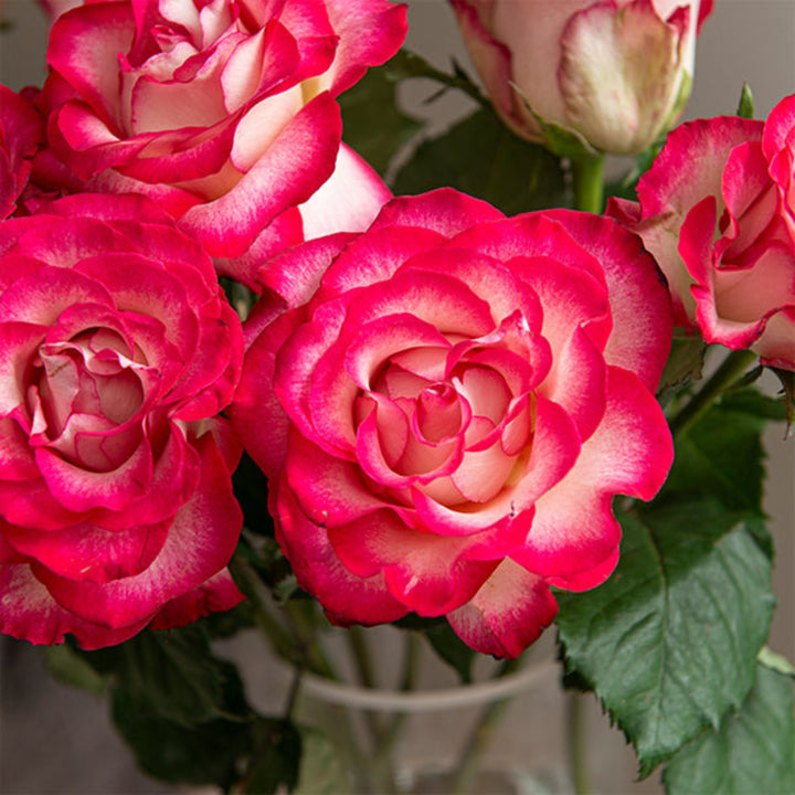 Pink and white Carice roses from SQ Flora Kenya, 10 stem bouquet with fresh, vibrant flower blooms.
