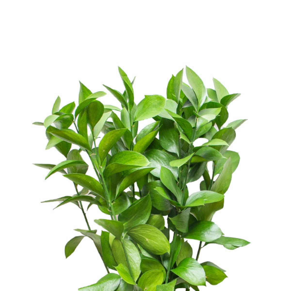 Ruscus, Filler, 10 Stems | Sharbatly.Club