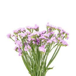 Statice Lavender, 10 Stems