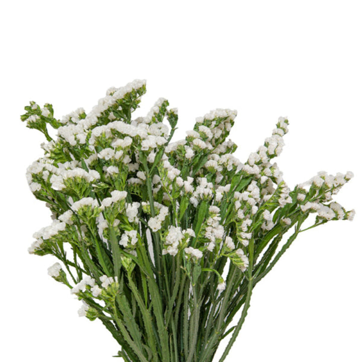 White statice flowers on 10 stems, fresh bouquet from SQ Flora Kenya, showcasing delicate purple-tinted blooms.