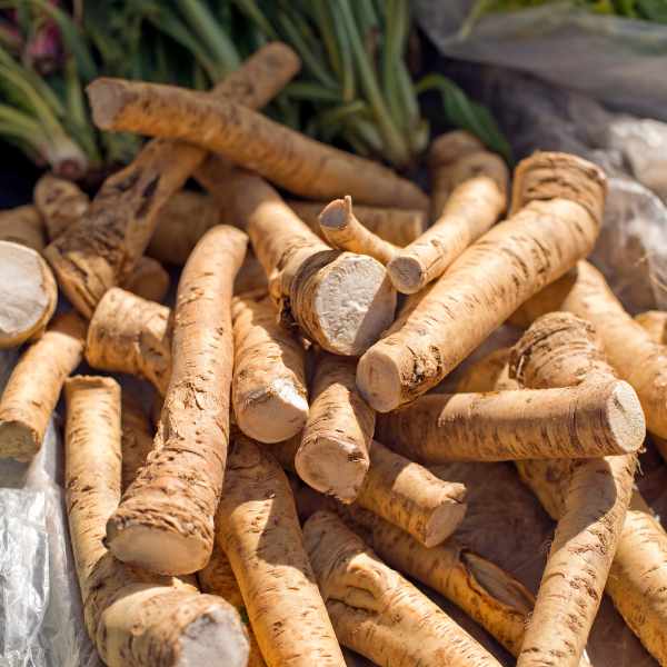 Fresh single piece of Holland horseradish vegetable with rough, brown skin and white interior, ready for culinary use.