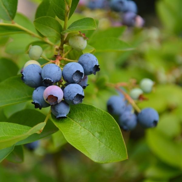 Fresh blue blueberries from Driscoll's in a Sharbatly 0.125 kg fruit pack, shown in a clear container with ripe berries.