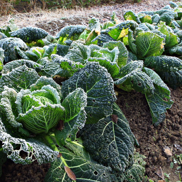 Fresh Holland savoy cabbage, single vegetable piece with ruffled green leaves, ideal for salads and cooking.